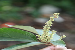 Mallotus philippensis